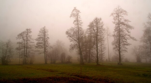 Foto gratuita Árboles bajo un cielo gris