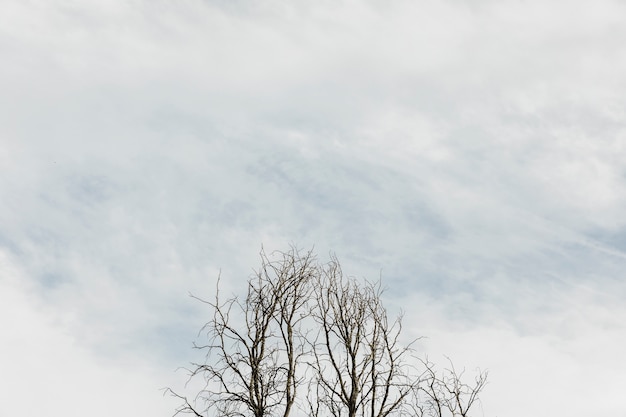 Foto gratuita Árboles en un cielo nuboso