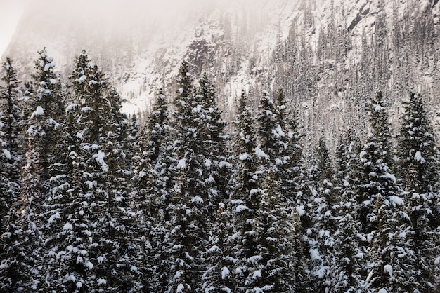 Foto gratuita Árboles cubiertos de nieve