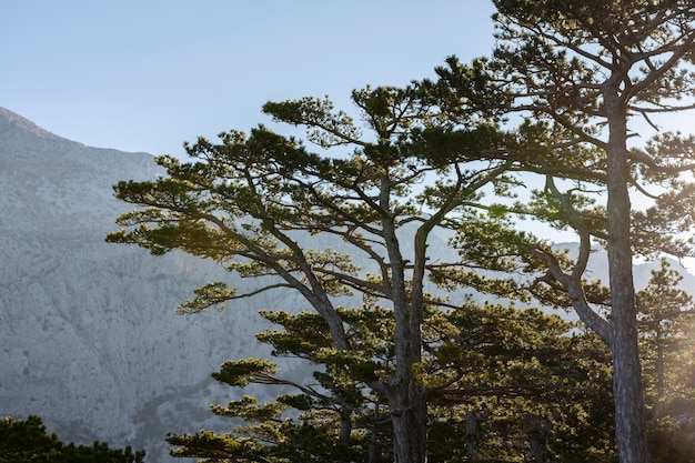 Foto gratuita Árboles y fondos de bosques