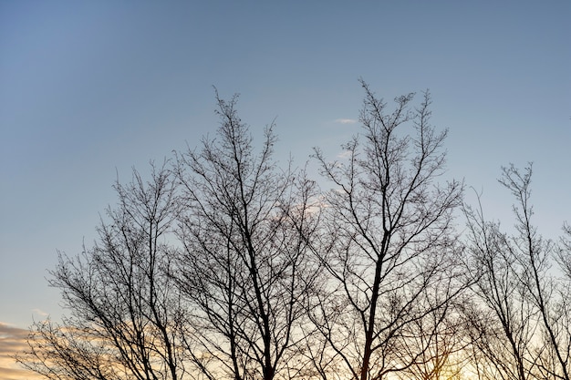 Árboles y fondos de bosques