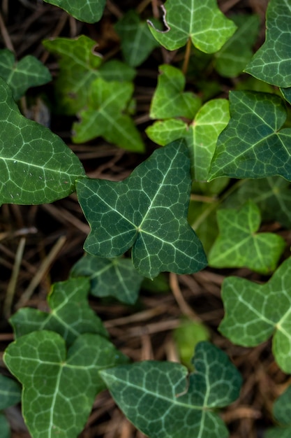 Foto gratuita Árboles y fondos de bosques