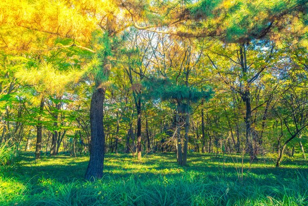 Los árboles forestales (imagen filtrada procesados ​​efecto de la vendimia.)