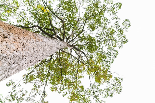 Los árboles forestales