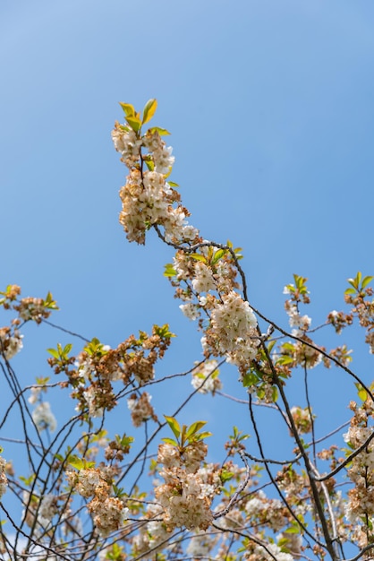 Foto gratuita Árboles con hojas y flores en un día soleado