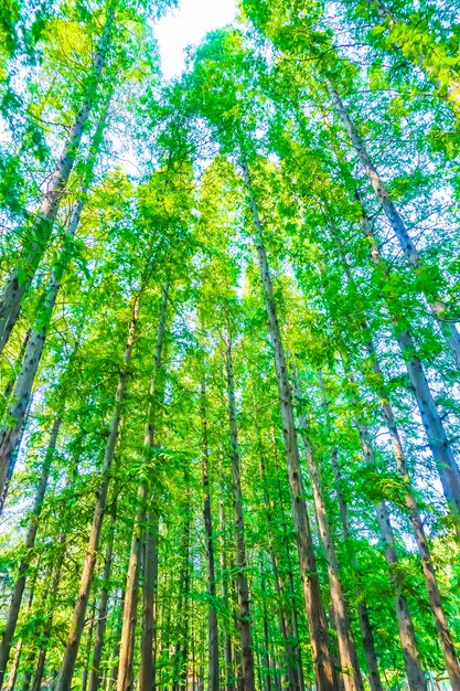 árboles con hojas verdes