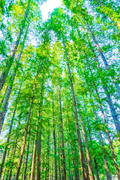 árboles con hojas verdes