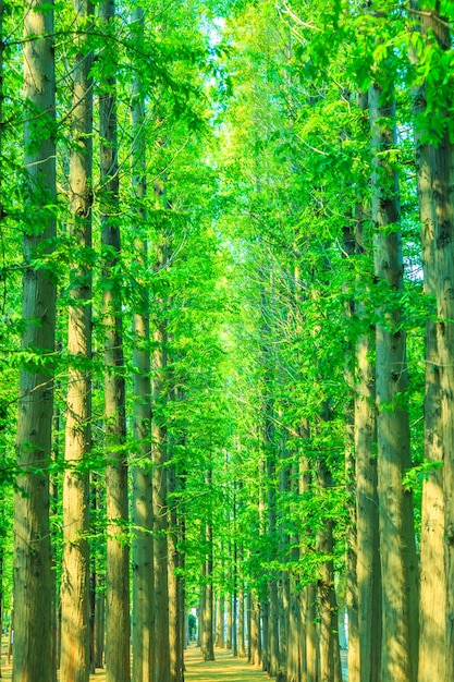 árboles con hojas verdes