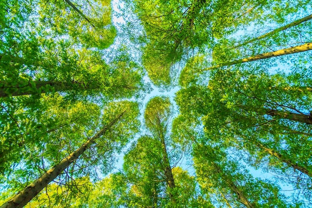 árboles con hojas verdes