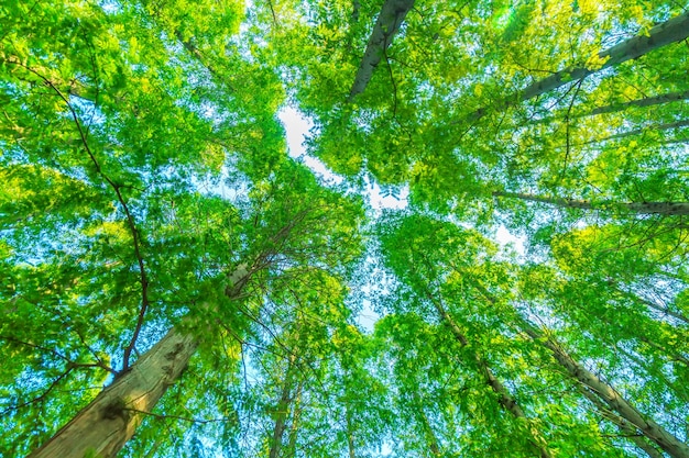 Foto gratuita Árboles con hojas verdes