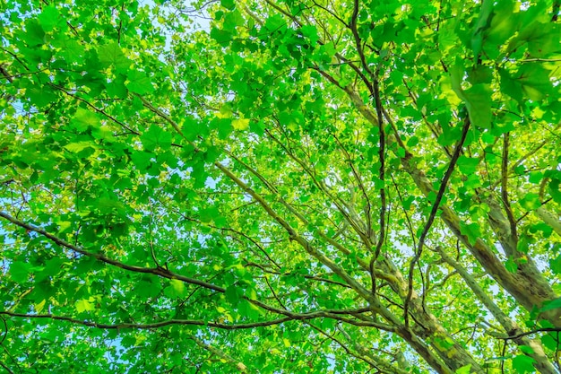 árboles con hojas verdes