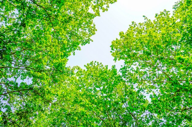 árboles con hojas verdes