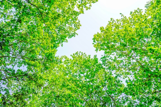 árboles con hojas verdes