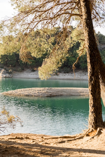 Foto gratuita Árboles junto al lago a la luz del día