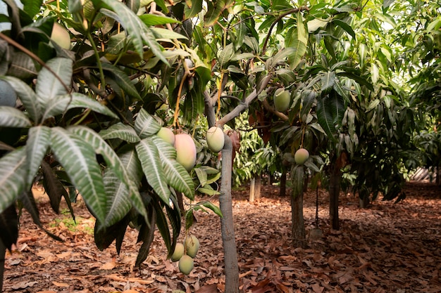 Foto gratuita Árboles de mango tropical con deliciosas frutas.