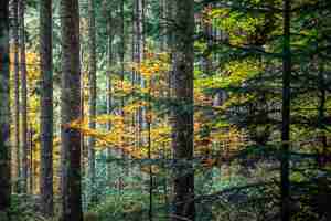 Foto gratuita Árboles en medio del bosque bosque de otoño con hojas coloridas