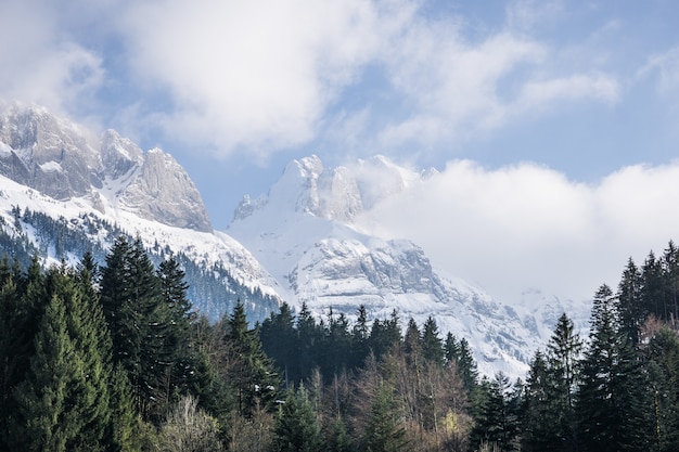Foto gratuita Árboles con montañas nevadas