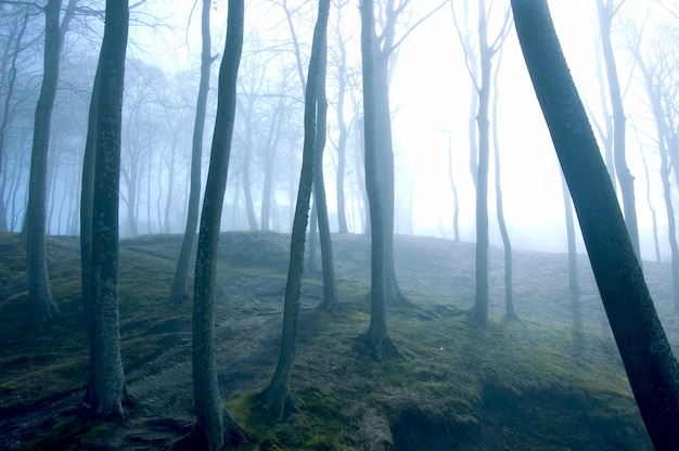 Foto gratuita Árboles con niebla