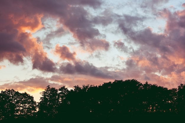 Foto gratuita Árboles con nubes