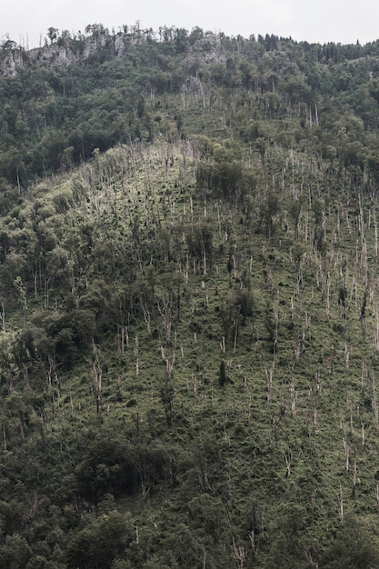 Arboles quemados en la montaña