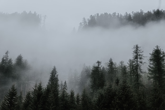 Foto gratuita Árboles rodeados de nieblas en el bosque