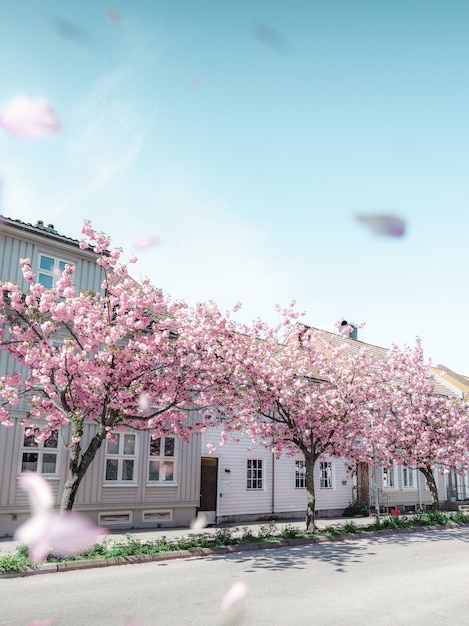 árboles rosados que florecen frente a casas blancas