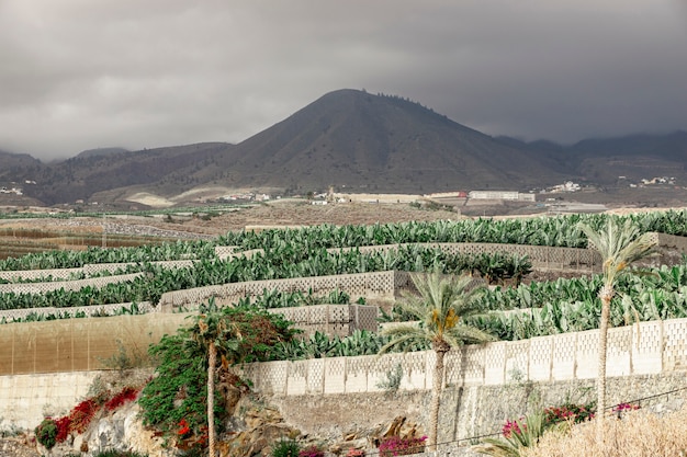 Foto gratuita Árboles tropicales con un fondo de montaña