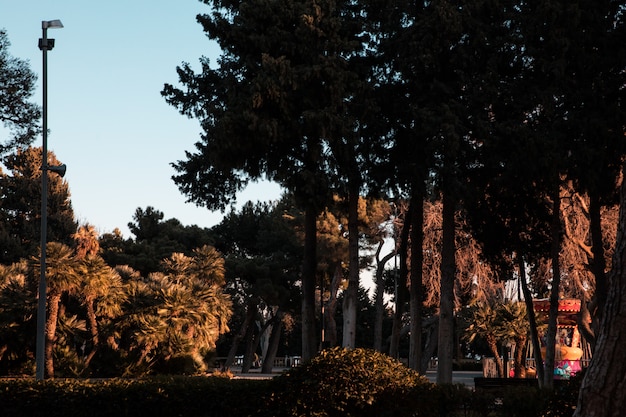 Foto gratuita Árboles verdes en el bosque o jardín.