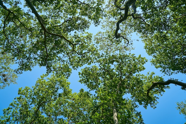 árboles en una vista inferior 