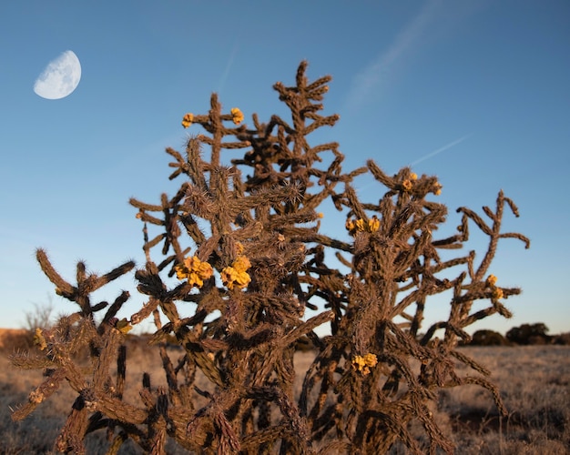 Arbusto de cactus silvestres con flores amarillas en el desierto