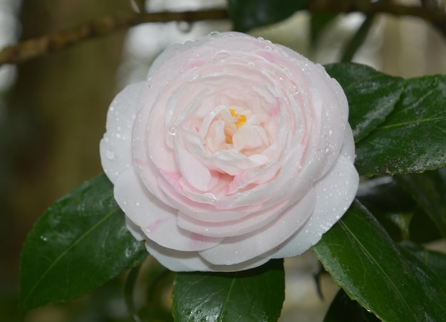 Arbusto con gotas de rocío sobre una flor de color rosa claro.