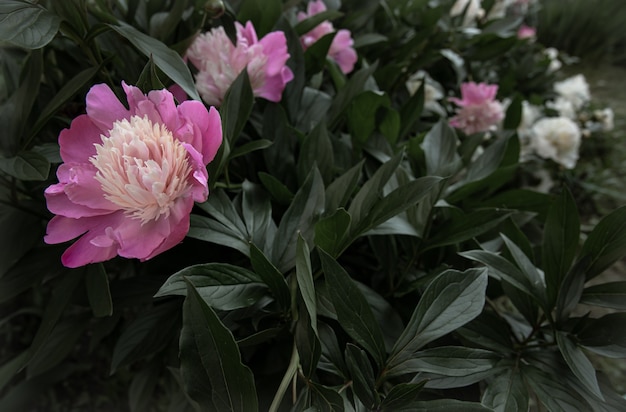 Foto gratuita arbusto de peonía rosa floreciente entre las hojas espacio de copia