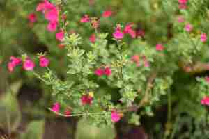 Foto gratuita arbusto con pequeñas flores en jardín.