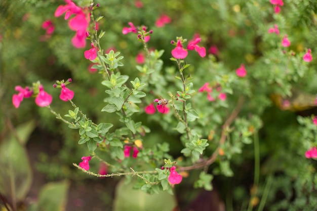 Arbusto con pequeñas flores en jardín.