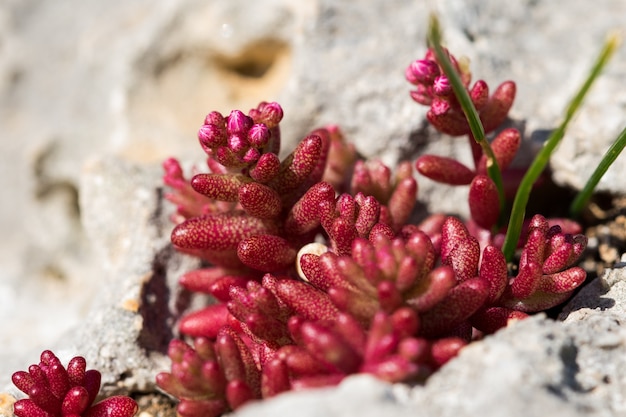 Arbusto rojo Azure Stonecrop, Sedum caeruleum que crece en un parche muy pequeño de suelo en una grieta.