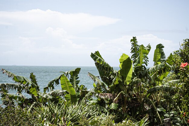 Arbustos y árboles con el mar al fondo en Florianópolis, Brasil