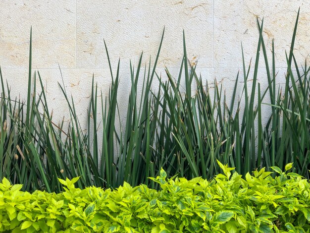 Arbustos y plantas por la pared blanca en un jardín.