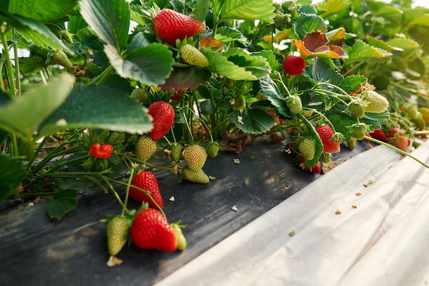 Arbustos verdes de fresas que crecen en filas en invernadero