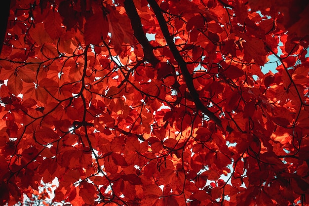 Arce con hojas de otoño naranja