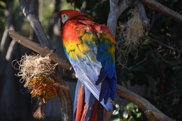 Arco iris de plumas de colores en la espalda de un guacamayo