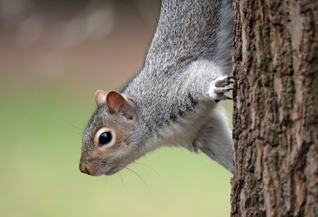 Ardilla curiosa en un árbol, mirando hacia abajo, preguntándose dónde encontrar bellotas para comer