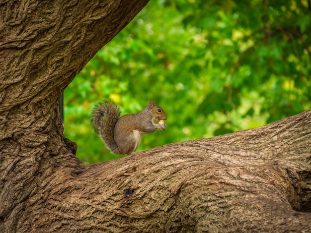 Ardilla linda comiendo avellanas en un árbol con un fondo borroso