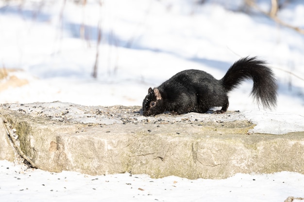 Ardilla negra en busca de comida en la parte superior de la piedra durante el invierno