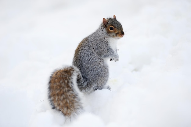 Ardilla con nieve en invierno