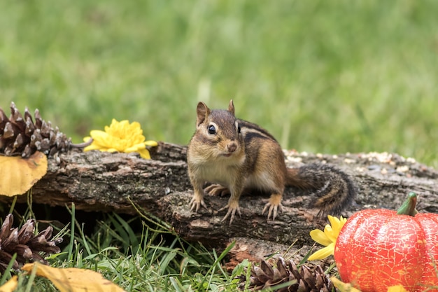 Ardilla posada con decoración rústica de otoño