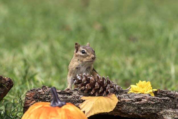 Ardilla posada con decoración rústica de otoño