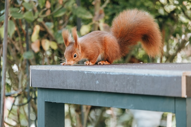 Foto gratuita ardilla roja sobre una mesa azul al aire libre