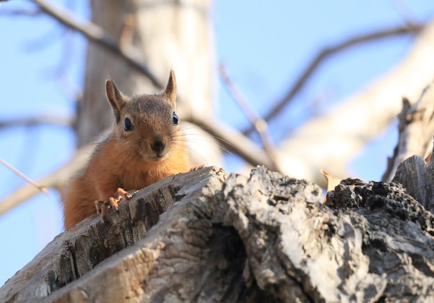 Foto gratuita ardilla salvaje en un árbol