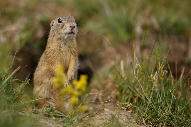 Ardilla de tierra común en pradera floreciente europea suslik spermophilus citellus