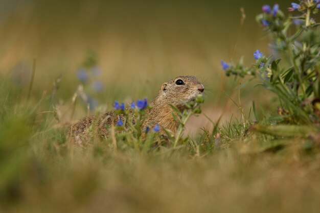 Ardilla de tierra común en pradera floreciente europea suslik spermophilus citellus